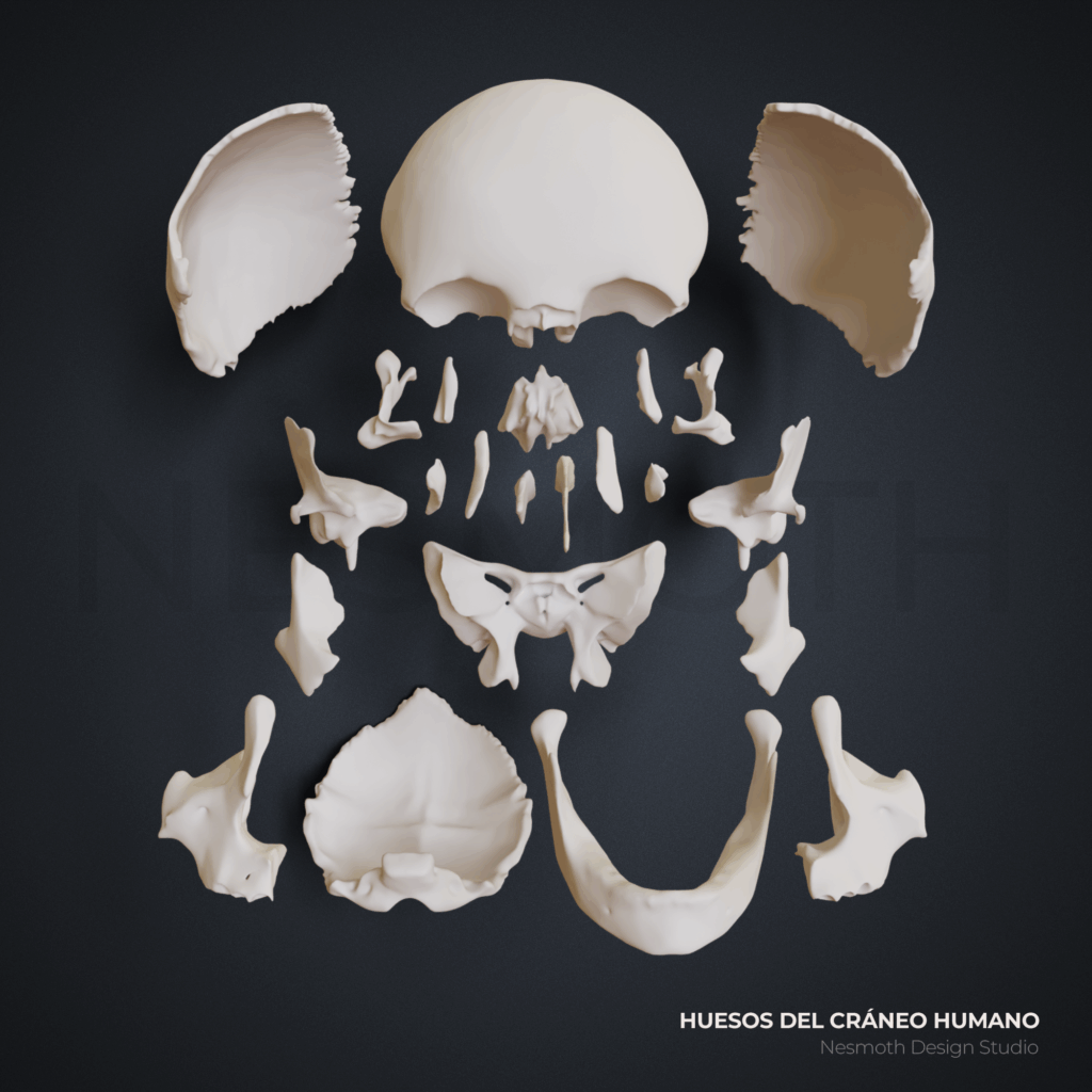 Impresión 3d de Cráneo Humano