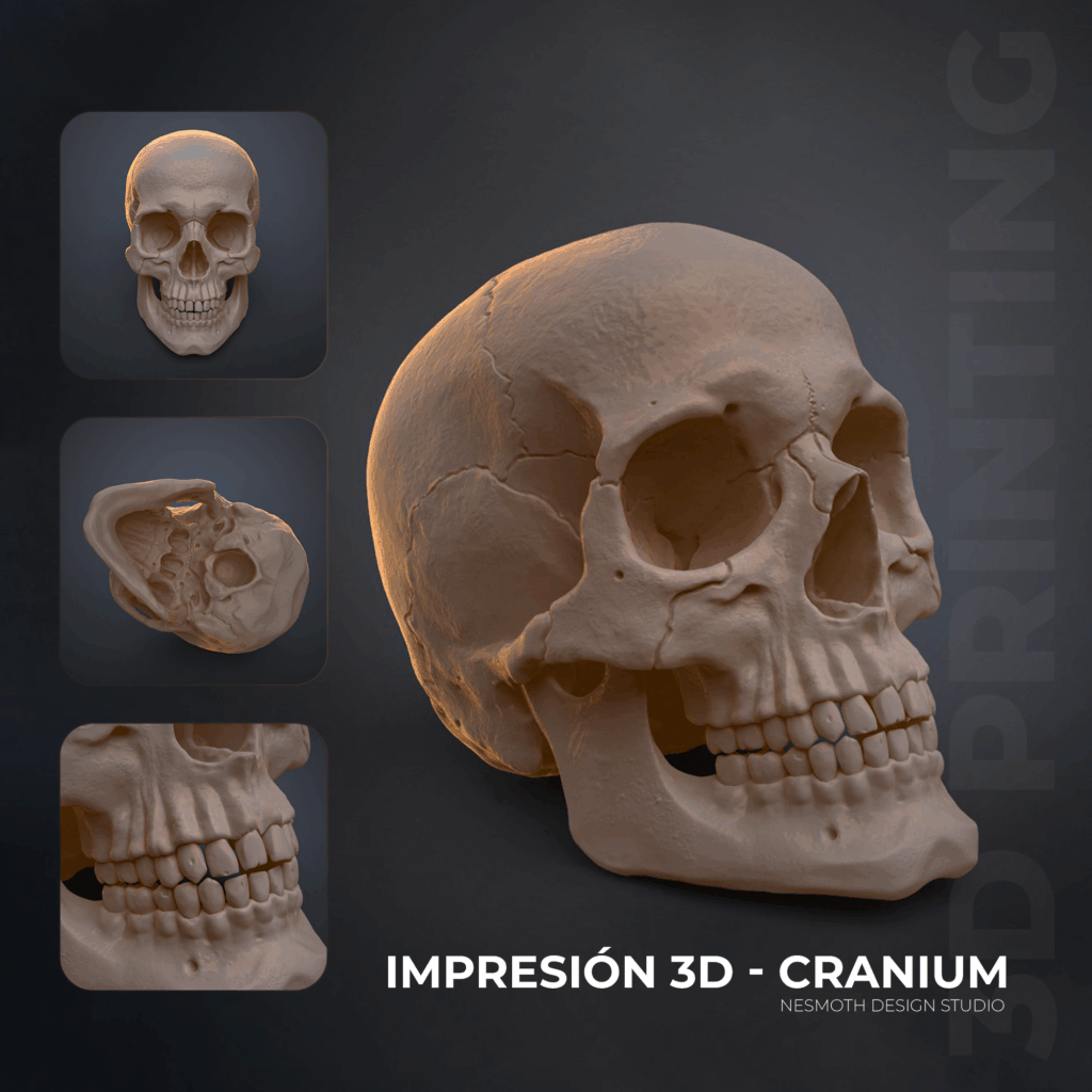 Impresión 3d de Cráneo Humano